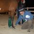 Disaster and Emergency Preparedness for Horse Owners